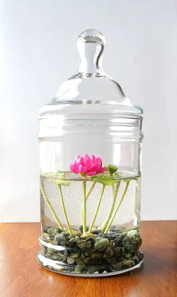 Miniature Pink Lotus Water Lily Terrarium: 