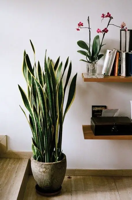 best house plants - Snake Plant - yes! I sooo agree! I started with one, now have 6 and have killed everything else1: 