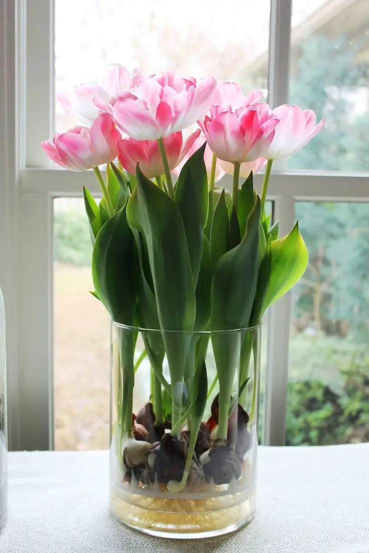 How to Grow Tulips or other Perennials in Glass Jars all Year Around in your Home.