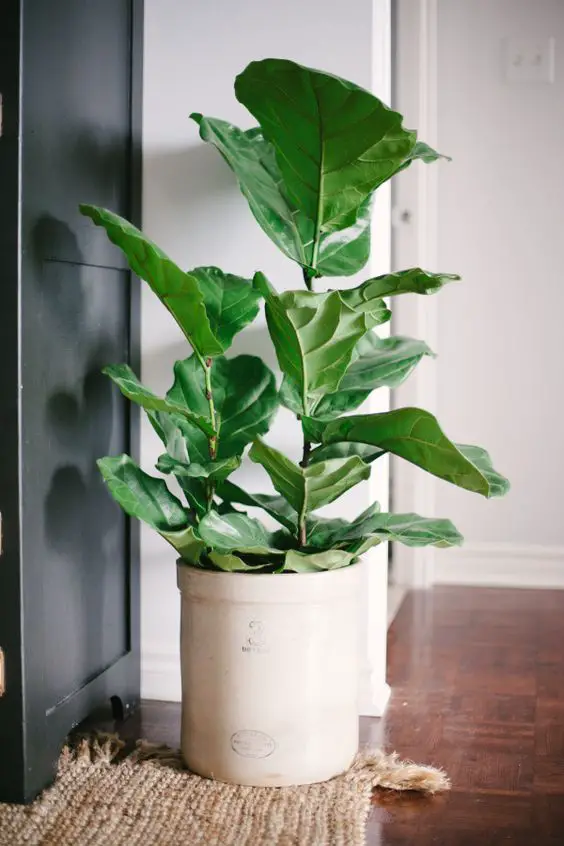 Fiddle Leaf Fig: http://www.stylemepretty.com/living/2015/04/07/10-indoor-plants-you-cant-kill/: 