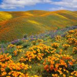 antelope-valley-poppies-GettyImages-155160785-3