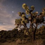 joshua-tree-national-park-GettyImages-557125411-3