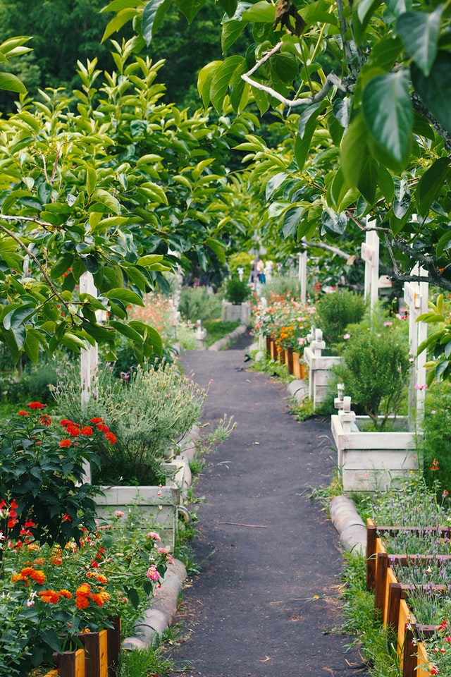 vegetable garden