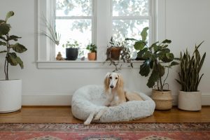 Dog in the living room in his bed with house plants in pots in the back and on the window stand