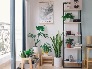 Indoor garden at living room