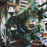 House plants in living room