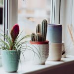 Indoor plants on window stand
