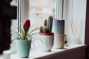 Indoor plants on window stand