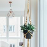 House plant suspended from celling