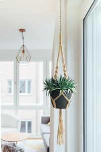 House plant suspended from celling