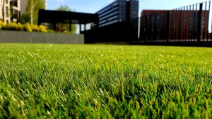 Lawn closeup with a house blurred in a background