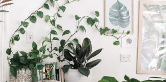 House plants on living room stand