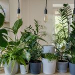 Using plants to create house jungle