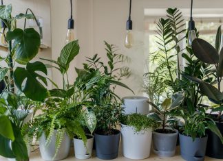 Various plants in pots used to create indoor jungle