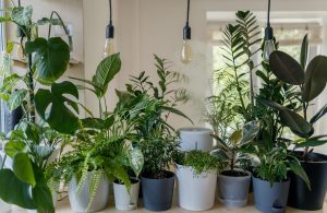 Home garden plants next to each other in pots on a shelf 