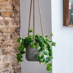 Creeping Fig in a pot hanging from the celling