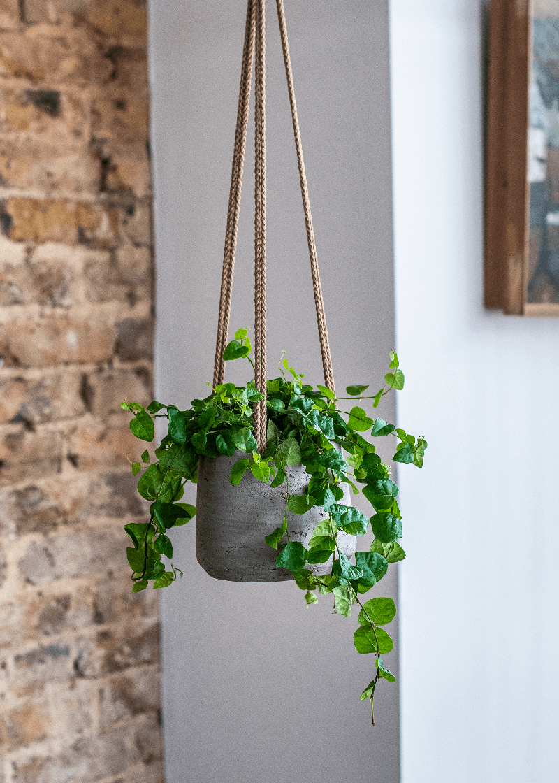 Creeping Fig in a hanging pot in the room