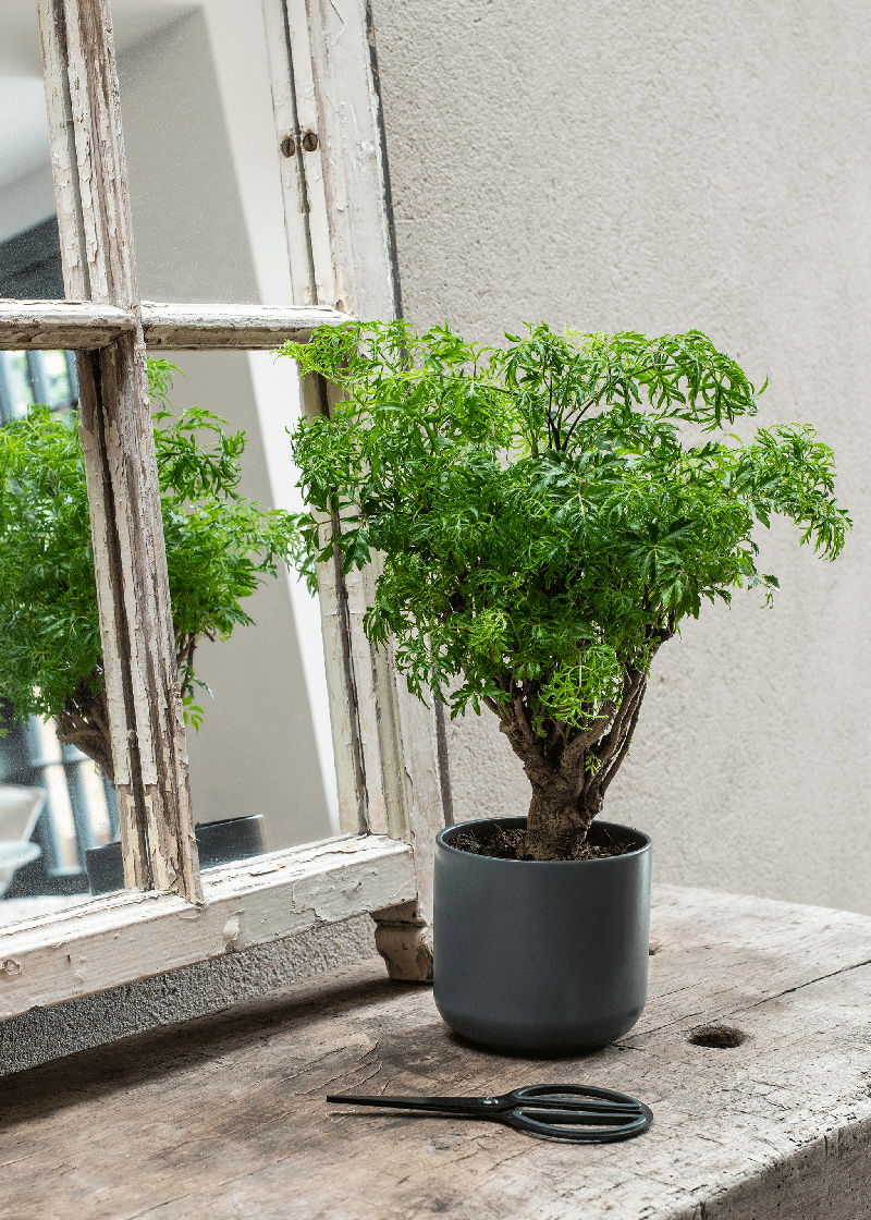 Ming Aralia in pot on the table with scissors beside