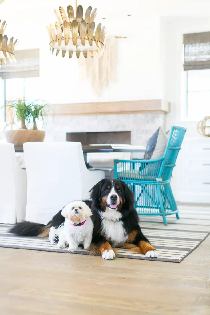 Two dogs in front of the dinning table and chairs