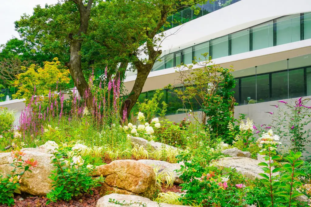 Wild garden and a white house in the background