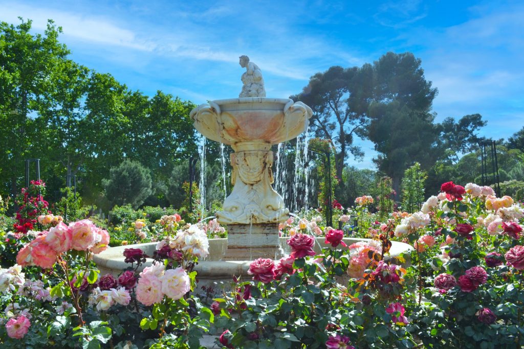 Fountain with a statue in the garden surrounded with roses