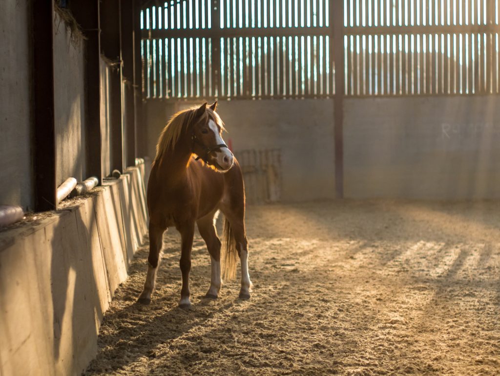 Young horse in a barn