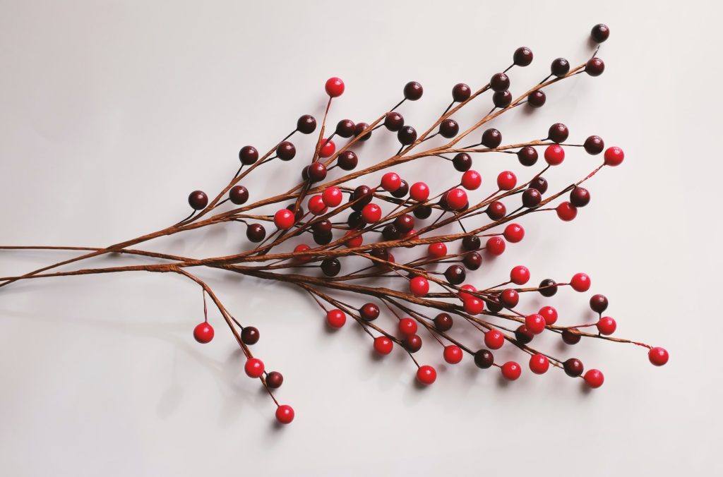 Christmas plant decoration against the white background