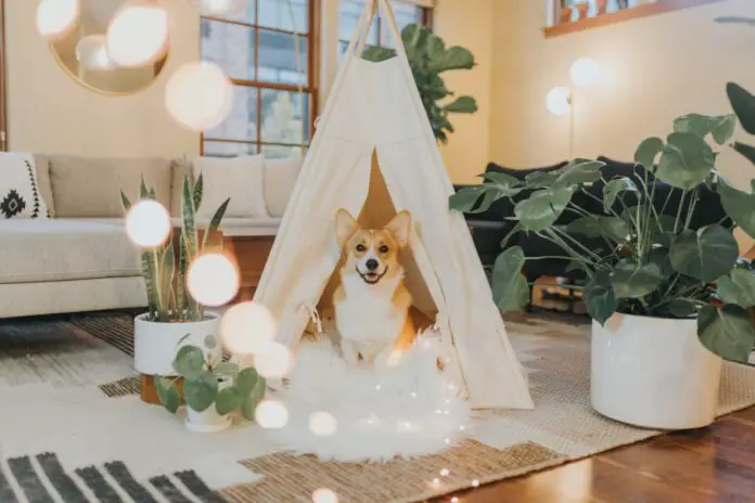 Dog in the living room in a tipi