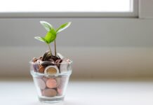 Glass cup filled with coins and a seedling