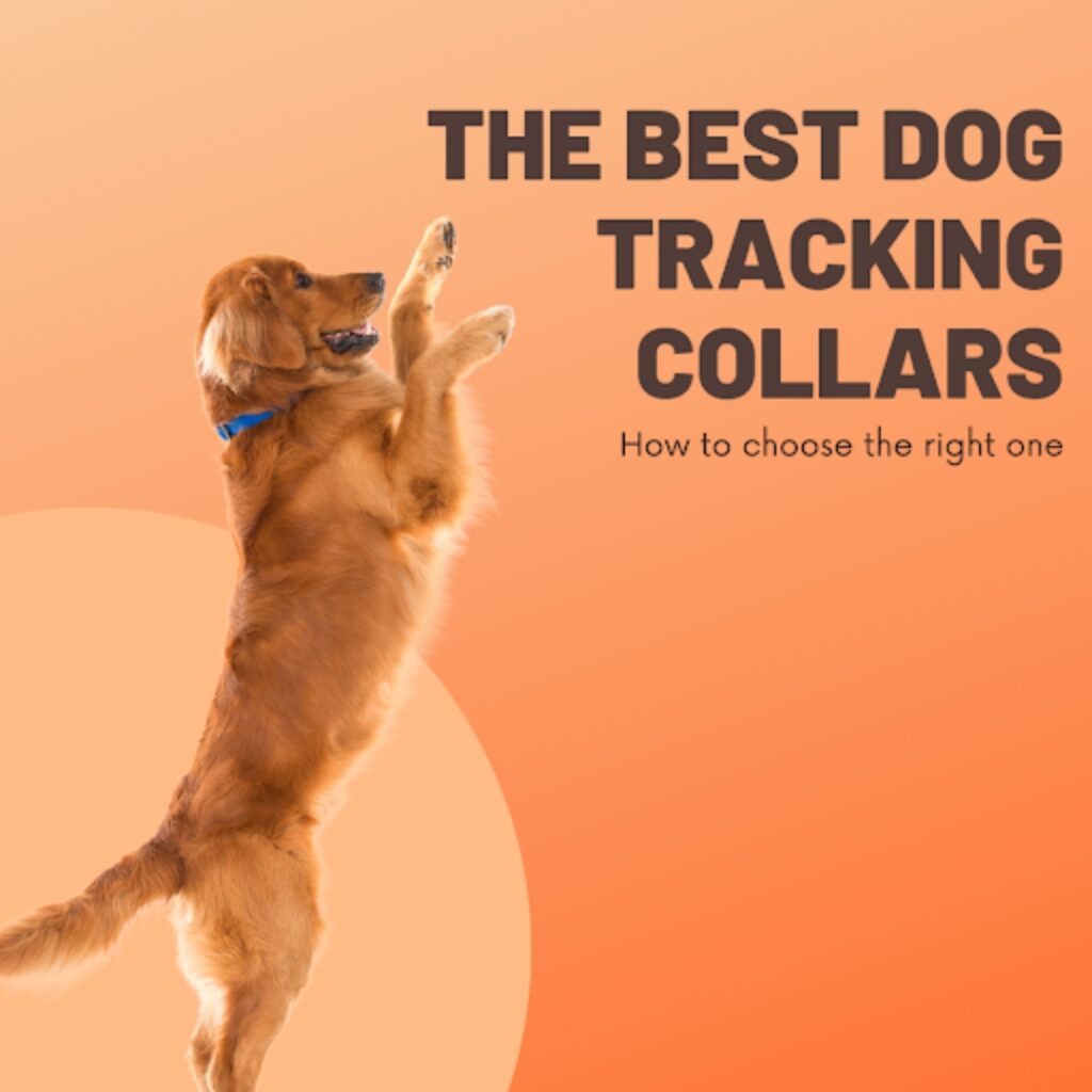 The best tog tracking collars