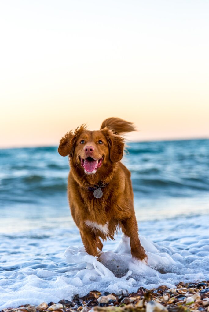 Dog running on the sea shore