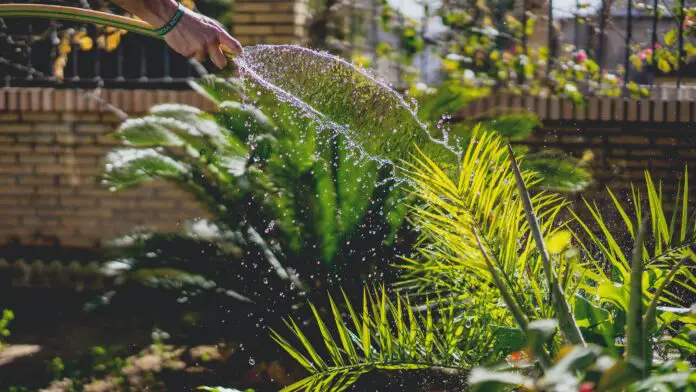 Person holding a garden hose in a garden, watering plants