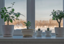Window sill with plants