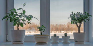 Window sill with plants