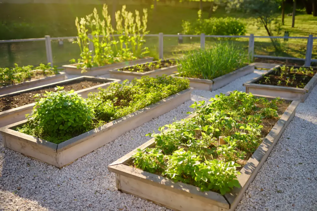 Community garden vegetables